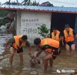 实拍洪水退去后，街头惊现二师兄横尸
